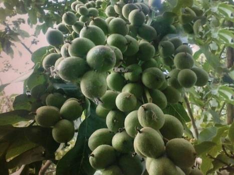 شرح کلی کسب وکار باغداری برای راه اندازی باغ گردو