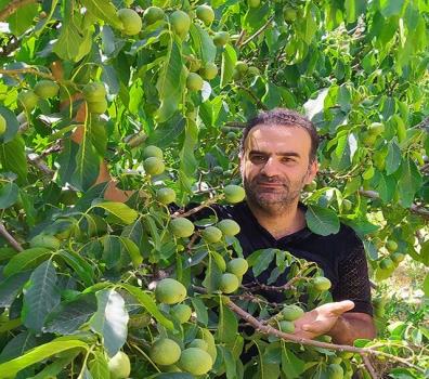 رکورد باردهی نهال گردو شکسته شد! باردهی 300 کیلویی درخت چندلر
