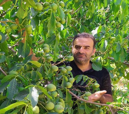 رکورد باردهی نهال گردو شکسته شد! باردهی 300 کیلویی درخت چندلر