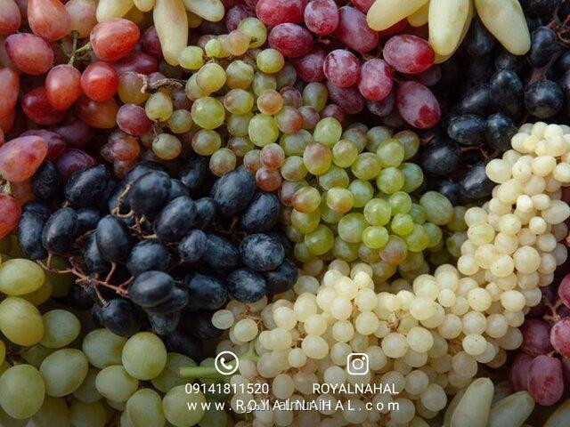 معرفی انواع نهال انگور پرفروش در کشور