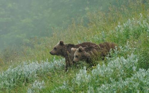 پشتیبانی از گونه خرس قهوه ای در طرح نیکوکاری اسنپ