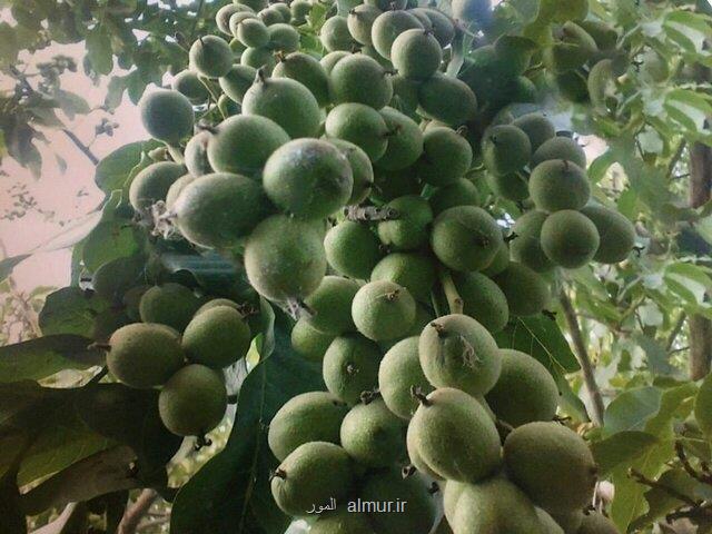 پربارترین ارقام گردو را بشناسید