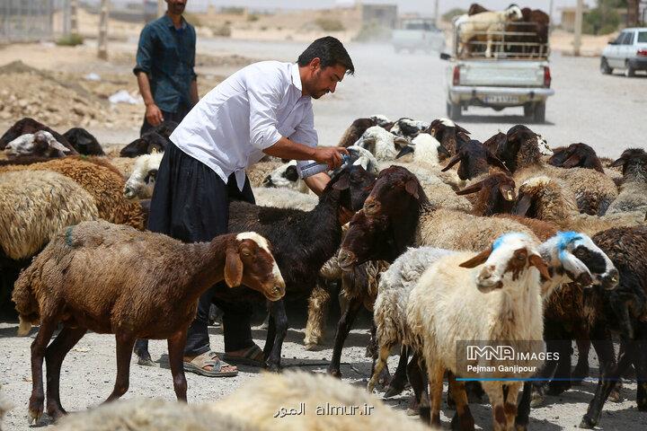اعلام قیمت دام زنده امروز ۱۰ خرداد ۱۴۰۳