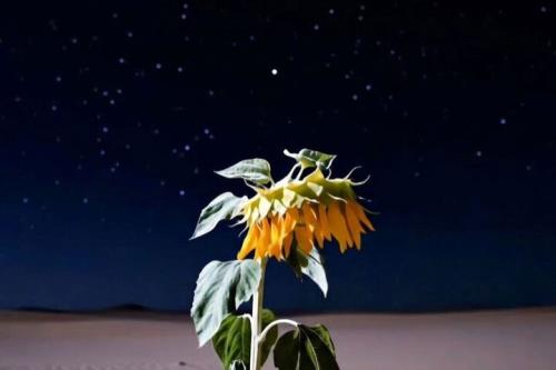 سینمای تجربی سینمای مفهوم است قصه گلی که با جنگ ارتباط می گیرد!