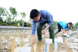 چین با موفقیت برنج آب شور را برداشت كرد، تامین غذای ۸۰ میلیون نفر