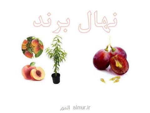فروشگاه بذر در شهرستانهای آذربایجان غربی