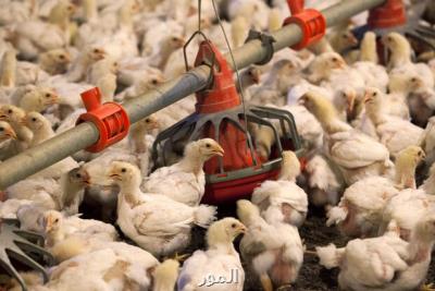 انگلستان استانداردهای غذایی را برای تجارت با آمریكا تسهیل می كند